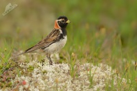 Strnad severni - Calcarius lapponicus - Lapland Bunting 9615